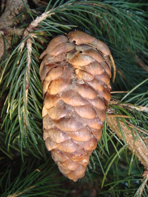 Picea smithiana cone